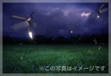 ホタルの写真