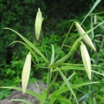 ささゆり開花情報