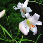 ささゆり開花情報