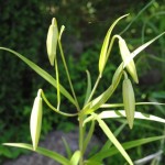 ささゆり開花＆ホタル　情報　