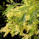 mimoza